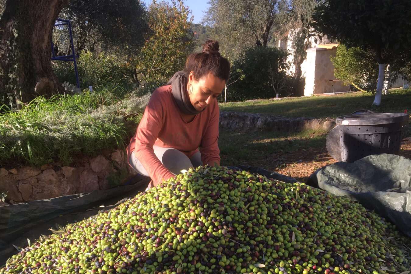Notre première production d’huile d’olive à la villa la Carpenée.