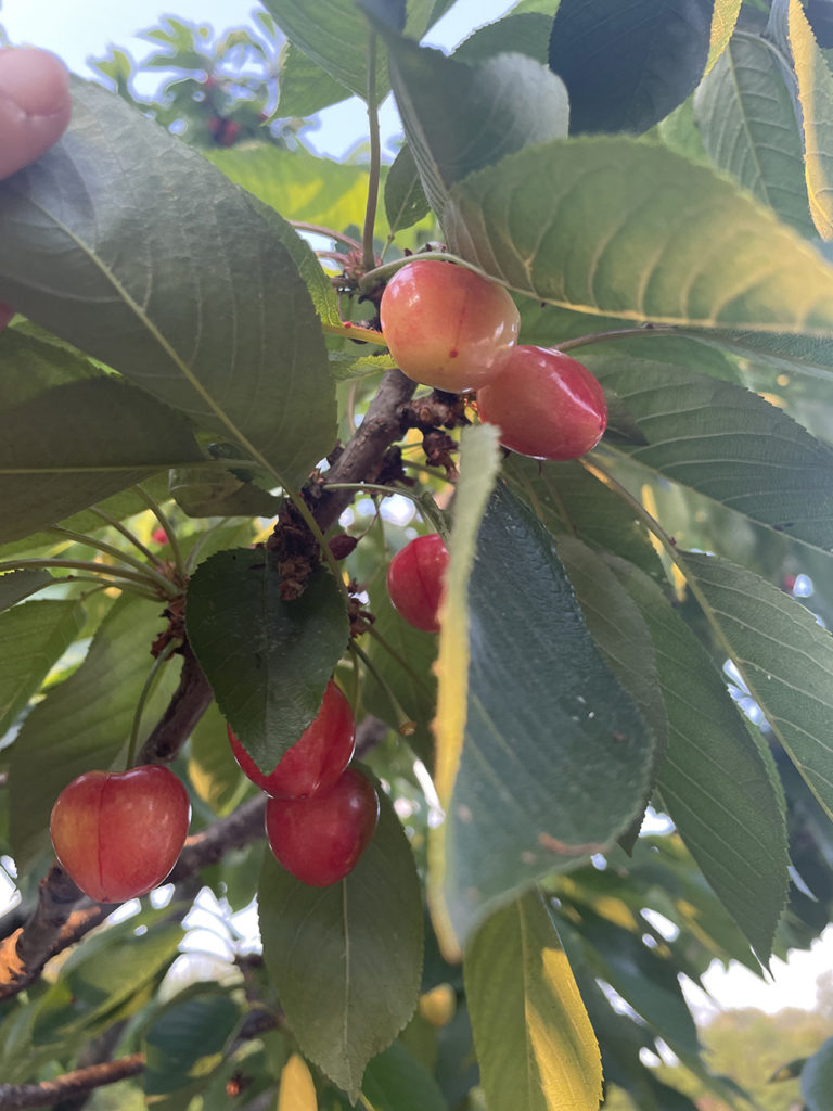 Cerises